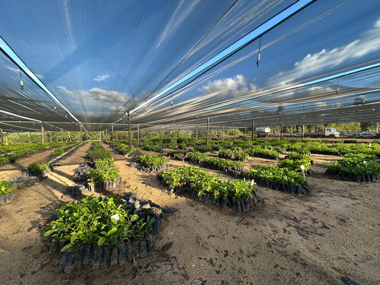 ALAN QUEIROZ: Deputado entrega 37 mil mudas de café clonal para produtores de Candeias 