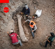 ESCAVAÇÃO DE OBRA: Nova espécie de dinossauro é descoberta em obra ferroviária no MA