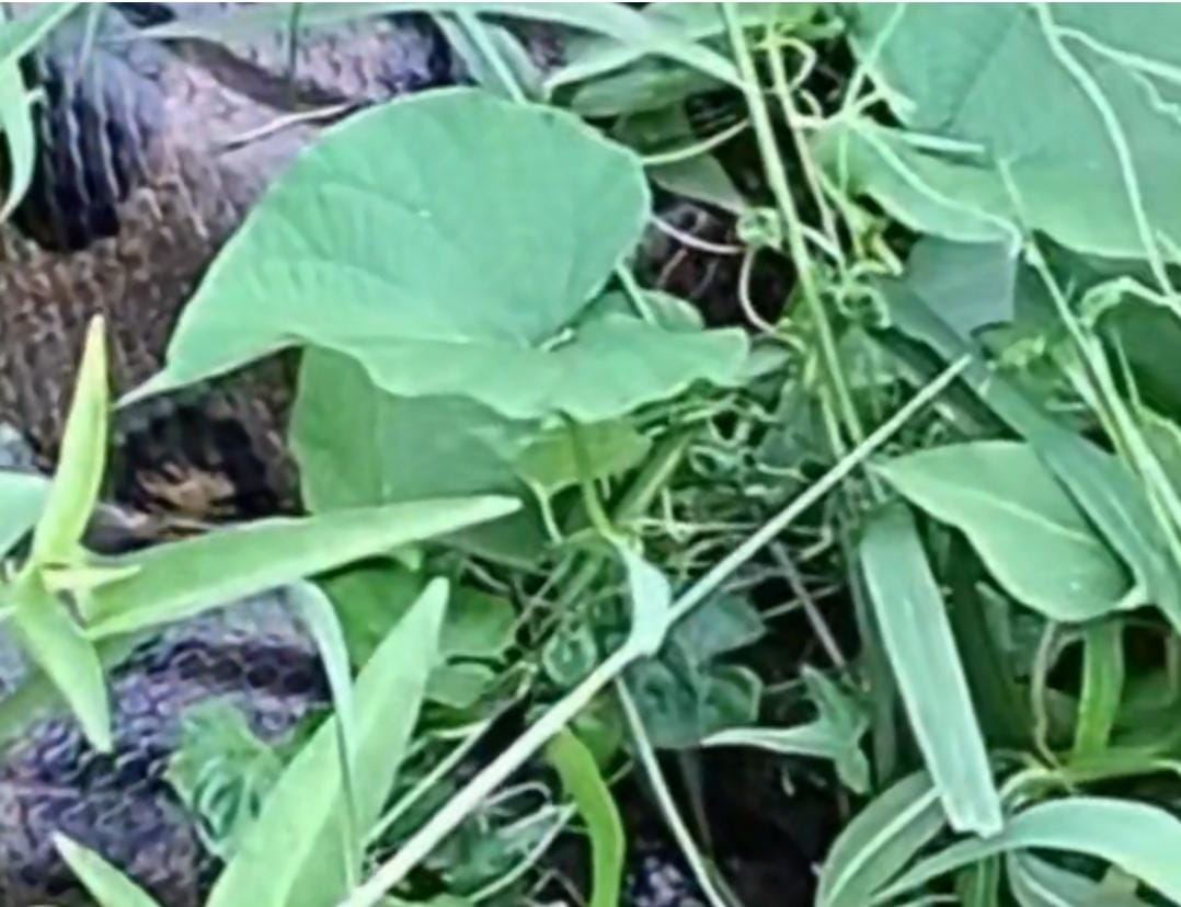 VÍDEO: Sucuri de 5 metros é encontrada morta em córrego próximo Skate Parque ​ 