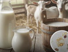 BENEFÍCIOS: Um estudo descobriu que o leite de cabra é quase idêntico ao materno  