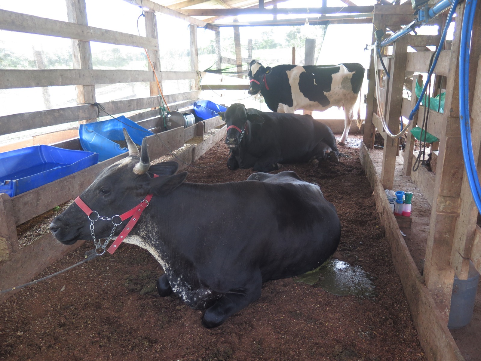 EM COLORADO DO OESTE: Concurso Leiteiro da Expocol movimenta expectativa de produtores 