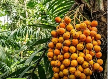 AMARELINHO: Tucumã é um rico alimento que tem diversas propriedades 