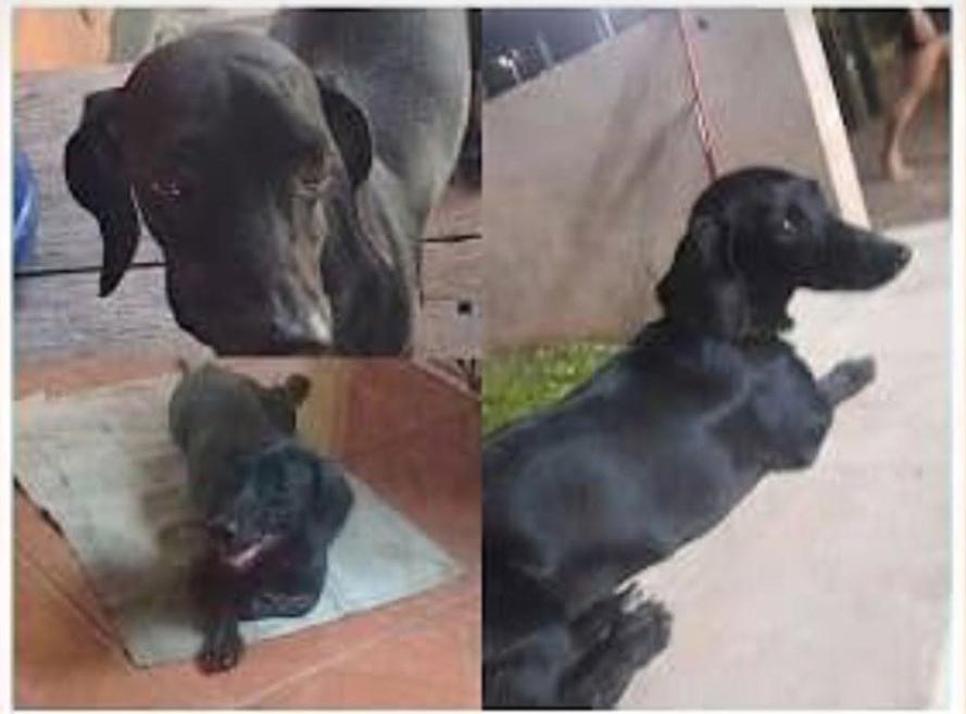 DESAPARECIDA: Família busca por cadela desaparecida no Lagoinha, em Porto Velho