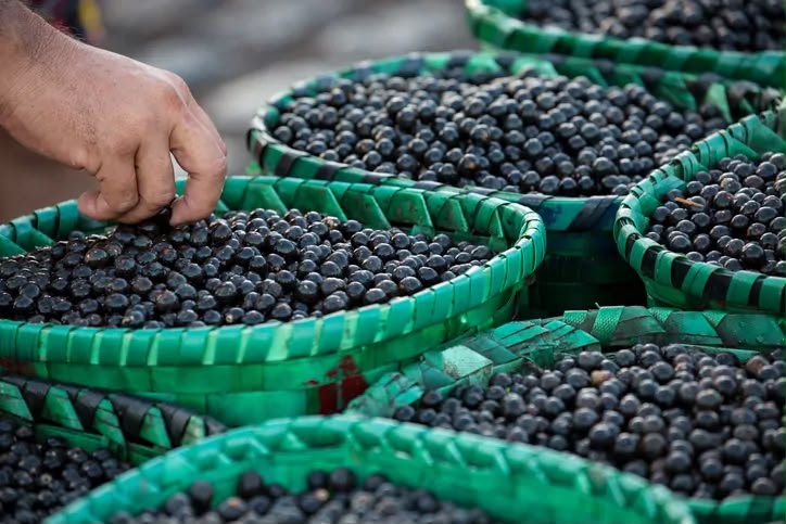 EVENTO CLIMÁTICO: Açaí ganha protagonismo na Amazônia como estratégia para desenvolvimento