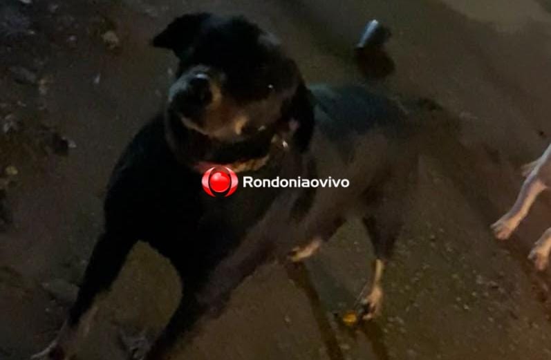 AJUDE ENCONTRAR: Cadela 'Negona' está desaparecida do bairro Igarapé