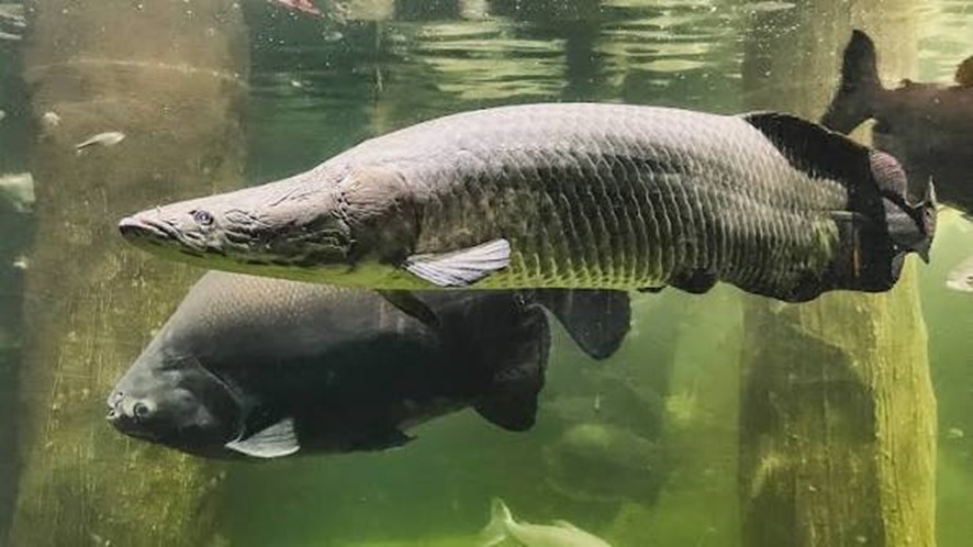 TAMBAQUI E PIRARUCU: Peixes amazônicos estão entre os mais apreciados na culinária brasileira  