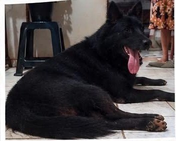DESAPARECIDO: Pastor-belga foge após ser adotado em Porto Velho