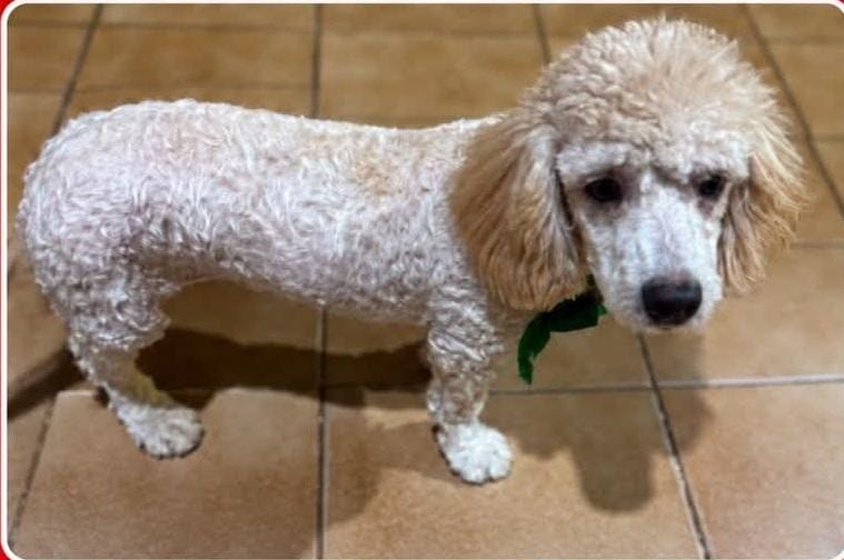 É SUA?: Cachorrinha é encontrada no bairro Aponiã, em PVH