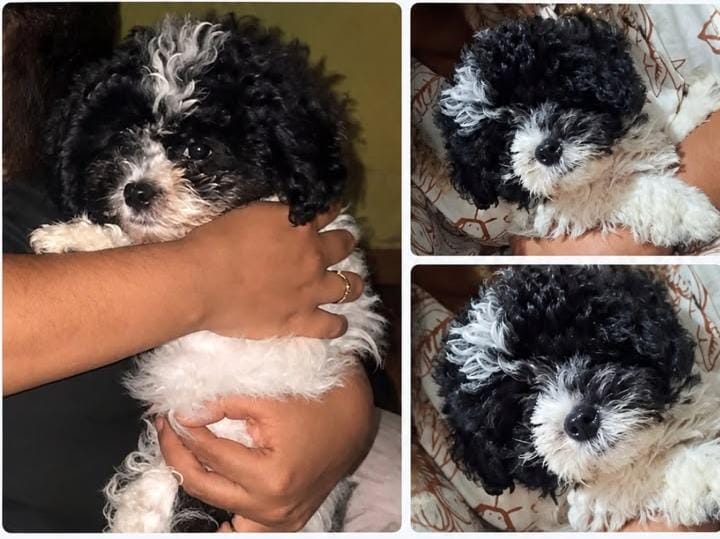 APOLLO: Tutores buscam por cachorro desaparecido em PVH