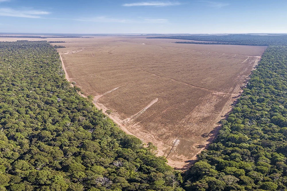 MEIO AMBIENTE: Brasil alcança menores taxas de desmatamento da série histórica na Amazônia