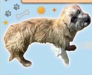 SOLIDARIEDADE  Cão Pitucho é atropelado e precisa de cirurgia para não perder a patinha em PVH