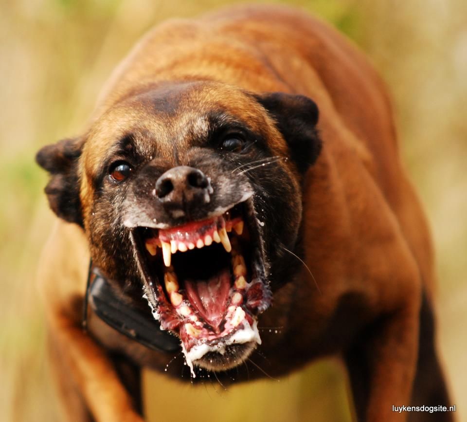 ATAQUE DE CÃO: Pit bull solto ataca menino de 9 anos em Vilhena
