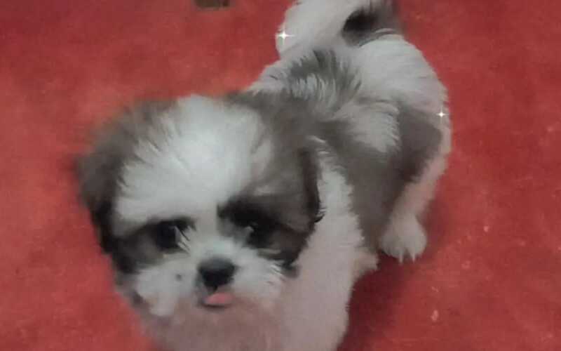 PROCURA-SE: Mãe pede ajuda para encontrar pet de filho autista