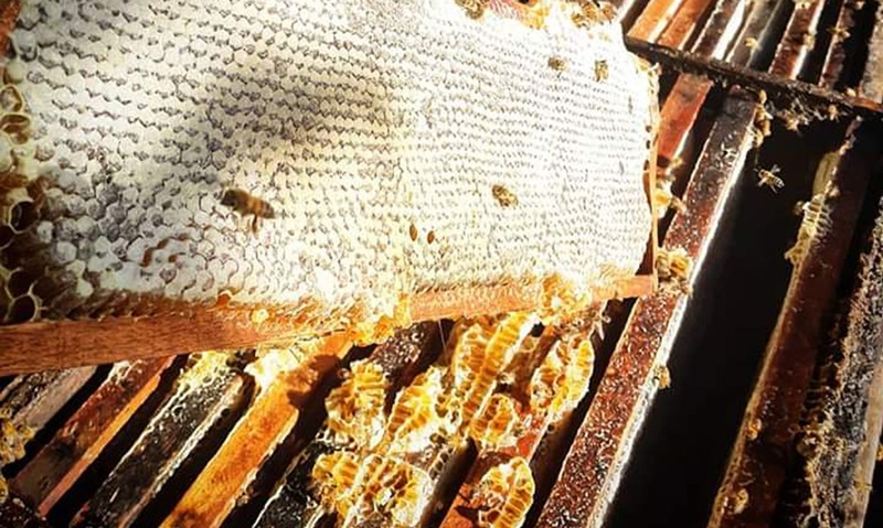 PERIGO: Comércio ilegal de abelhas na internet é ameaça à espécie