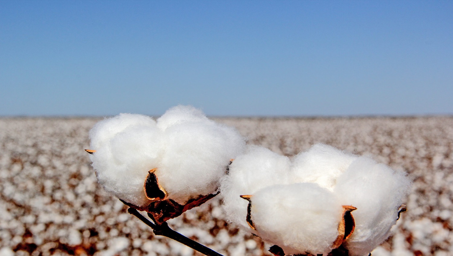 CAMPO: Tecnologia emite alertas do avanço de doenças do algodão e da soja