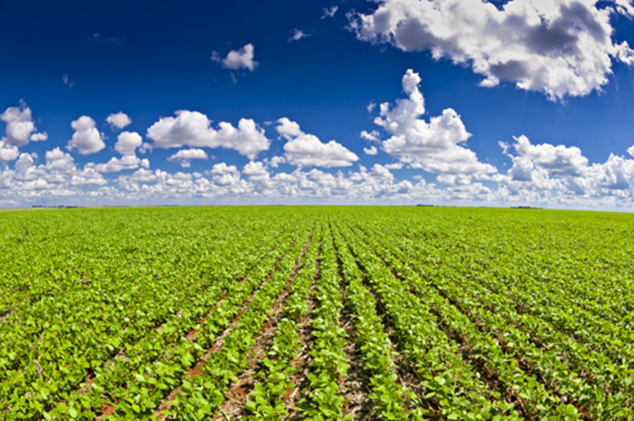 NÚMEROS: Valor da produção agropecuária no Brasil é de  R$ 1,176 trilhão