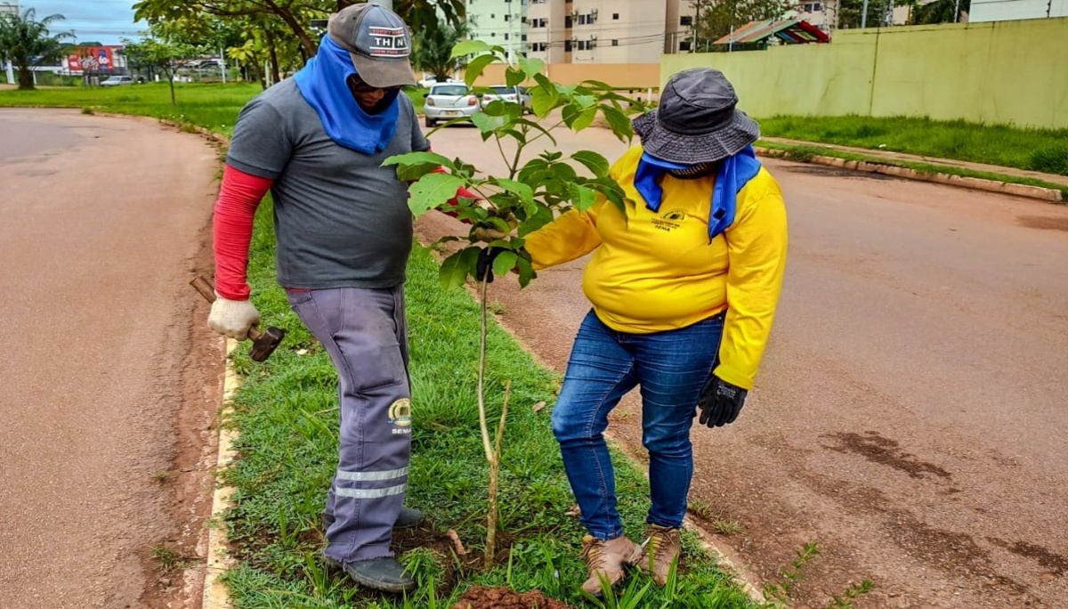 MEIO AMBIENTE: Canteiros centrais da capital ganham plantio de mudas de árvores