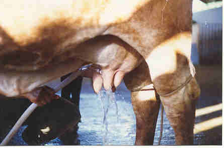 Embrapa/RO pretende consultar 500 produtores de leite para manejo sanitário dos bovinos