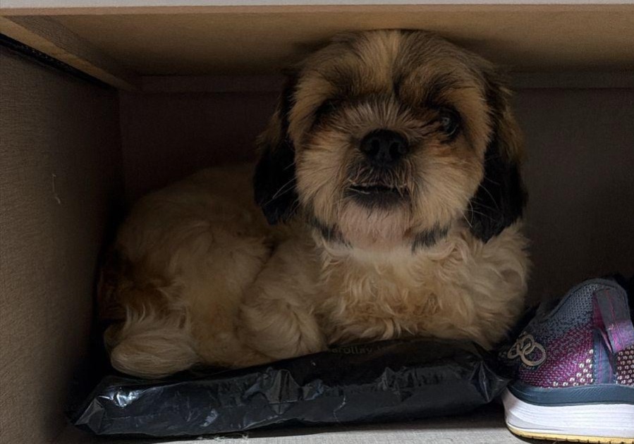 SHIH-TZU MEL: Procura-se cadela desaparecida no bairro Porto Cristo