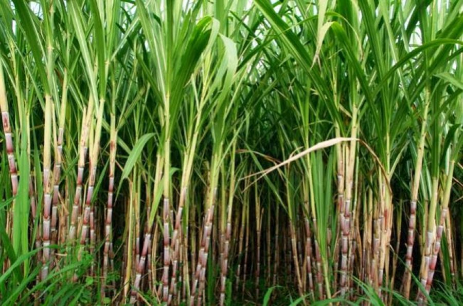 NEGOCIAÇÃO: Chineses estudam ampliar investimentos em plantas de açúcar no Brasil