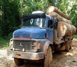 CASO SURUÍ: PF investiga ataque de madeireiros contra indígenas em RO
