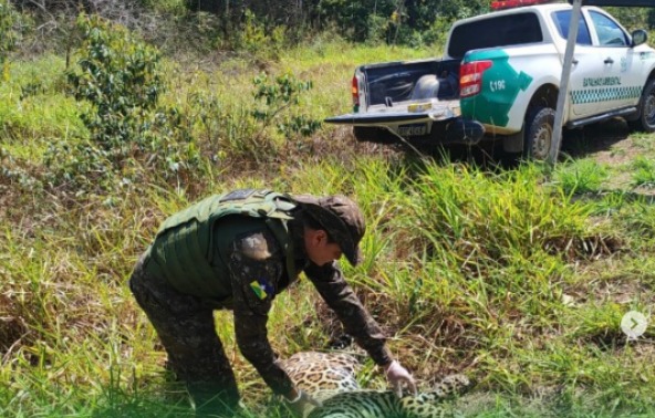 CONE SUL: Onça morta é encontrada nas margens da BR-435 entre Vilhena e Colorado