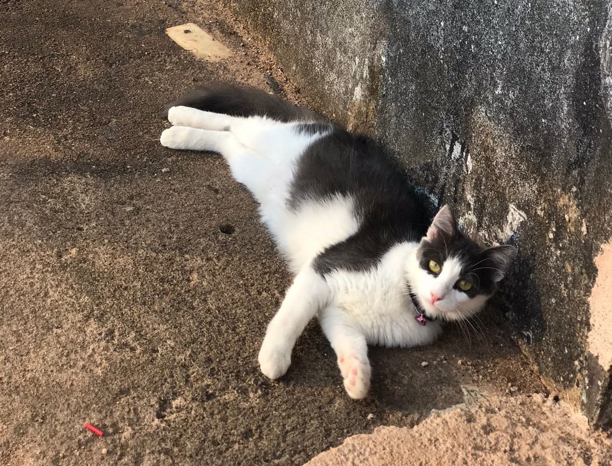 PANDORA: Família faz apelo para encontrar gata no bairro Tancredo Neves; animal era apegado à criança de 3 anos