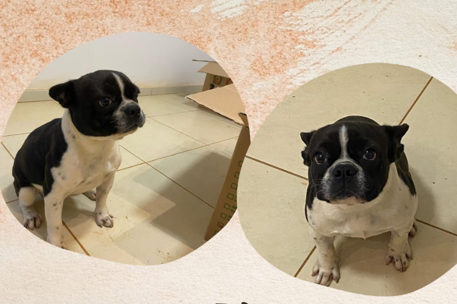 FRANCÊS: Tutor procura por buldogue ‘Mel’ desaparecida em Porto Velho