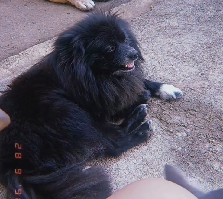 RECOMPENSA: Tutora procura por spitz alemão ‘Brownie’ desaparecido no bairro Tiradentes