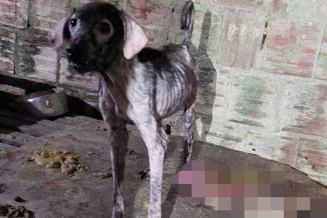 NA FEIRA: Idoso é preso por vender carne de cachorro como se fosse de bode