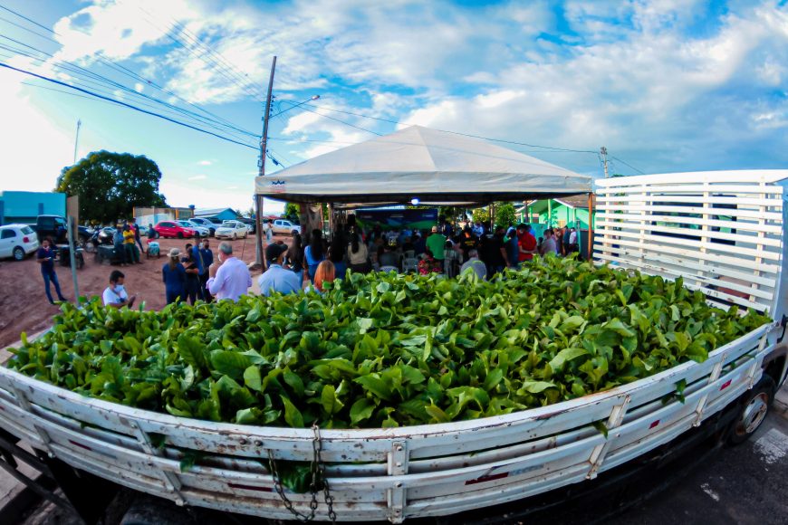 CAFÉ: Produtores rurais são beneficiados com mais de 100 mil mudas