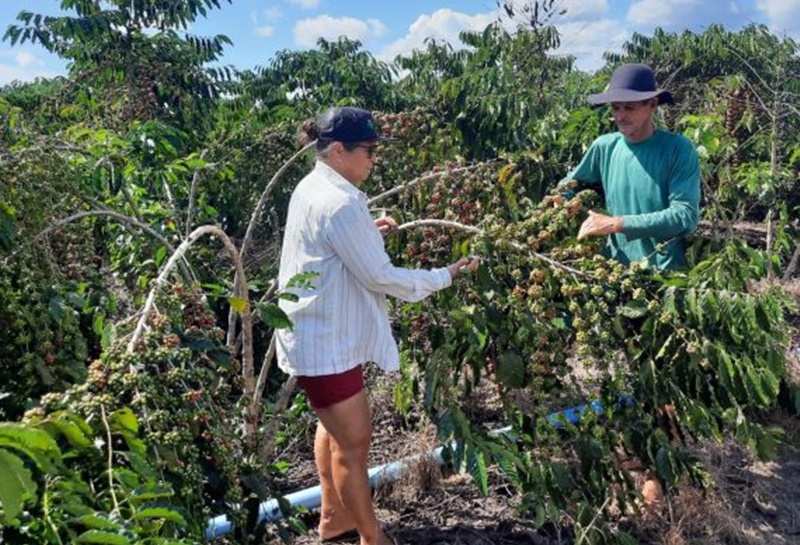 CAPITAL DO CAFÉ: Dia de Campo da Cafeicultura reúne produtores rurais em Cacoal