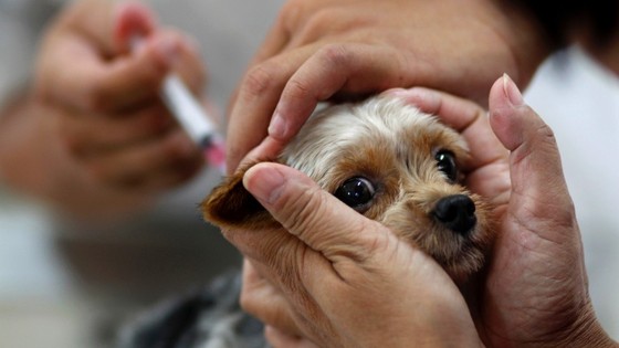 DIA 'D': Vacinação antirrábica para cães e gatos acontece no próximo sábado na capital