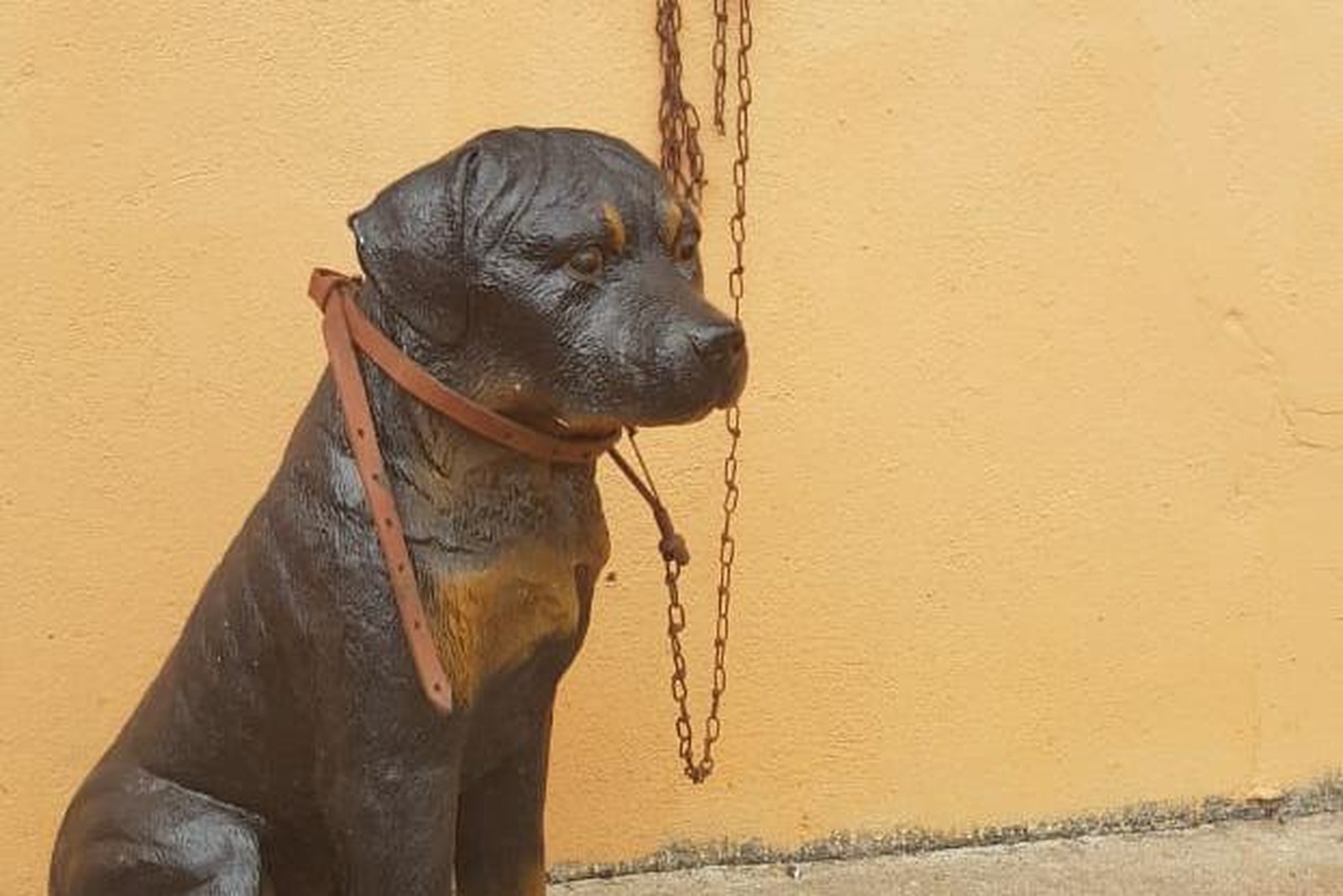 PM é acionada após denúncia de maus-tratos, mas encontra cachorro de plástico