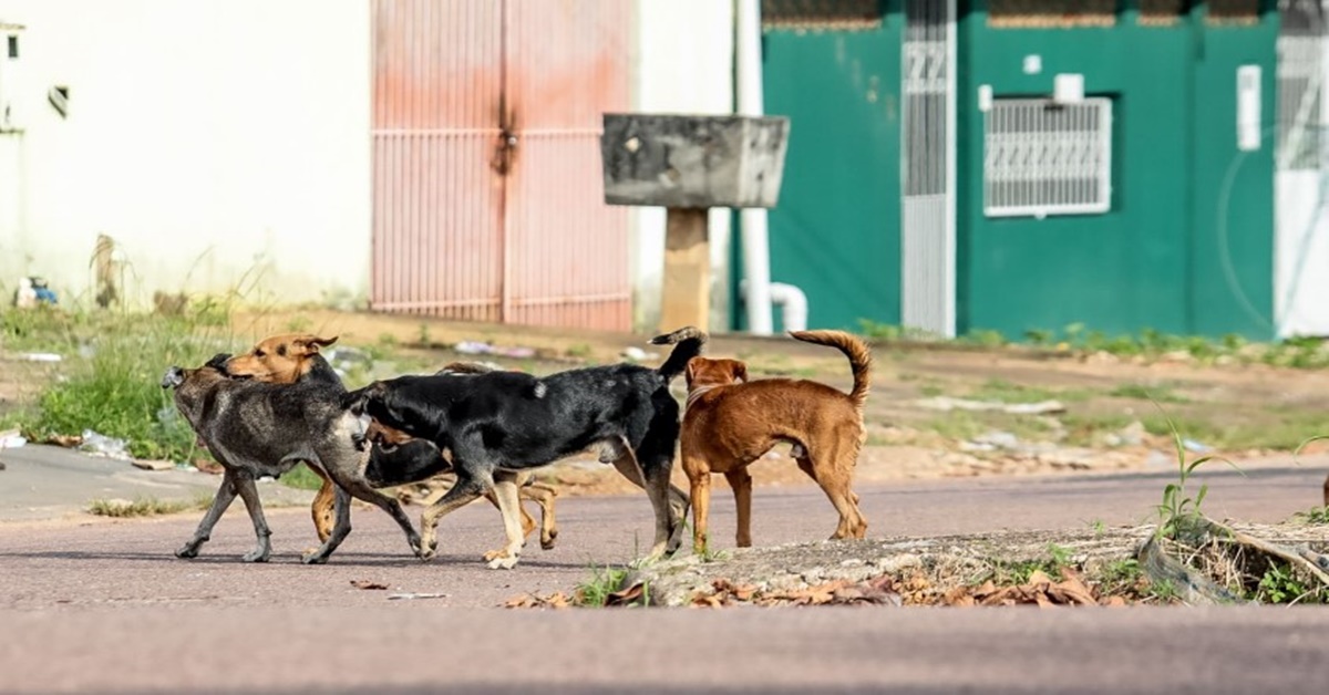 BEM–ESTAR ANIMAL: Cadastro para castração de cães e gatos segue em Porto Velho
