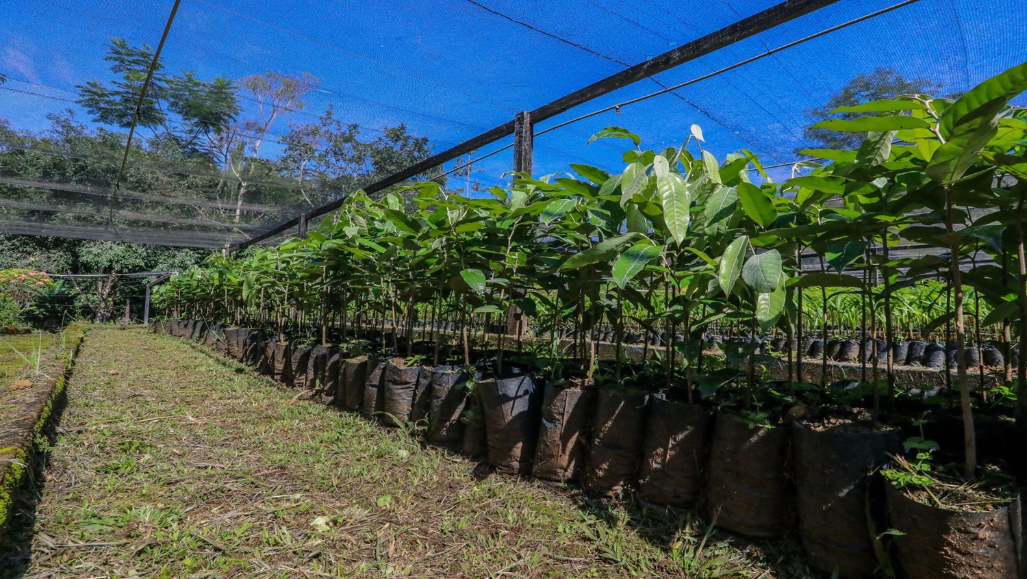 VIVEIRO MUNICIPAL: Mais de 20 mil mudas de planta estão disponíveis para doação