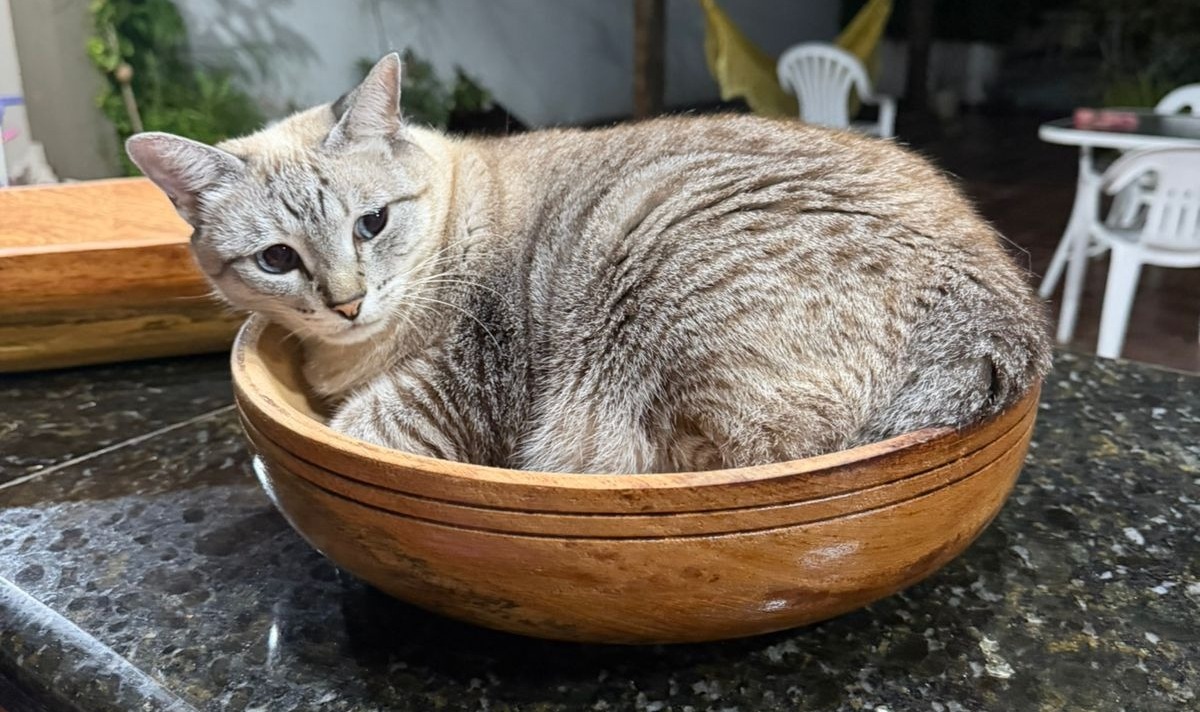 BUSCAS: Gata desaparece após entrar em motor de carro em Porto Velho; há recompensa