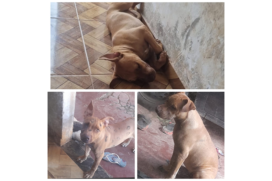 PROCURA-SE: Pitbull filhote desaparecido na zona Leste da capital