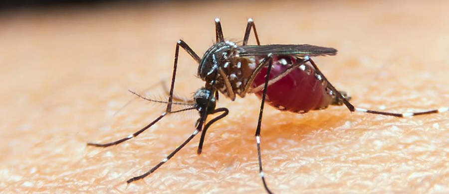COMBATE: Ministério da Saúde lança campanha contra malária