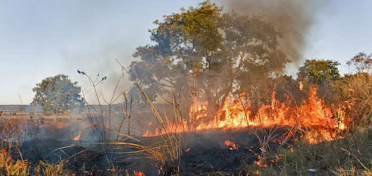 JARU: Parceria para combate às queimadas urbanas é estabelecida