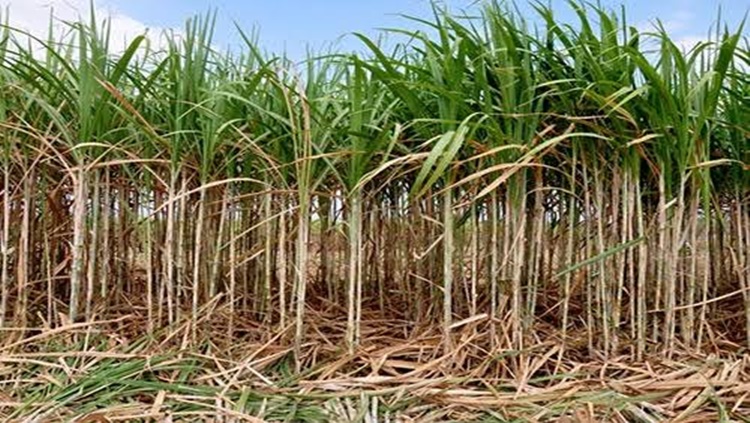 CANA-DE-AÇÚCAR: Rede de universidades federais lança 21 variedades 