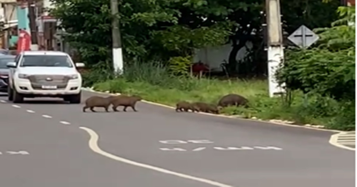 VÍDEO: Família de capivara para o trânsito na Avenida Calama, em Porto Velho