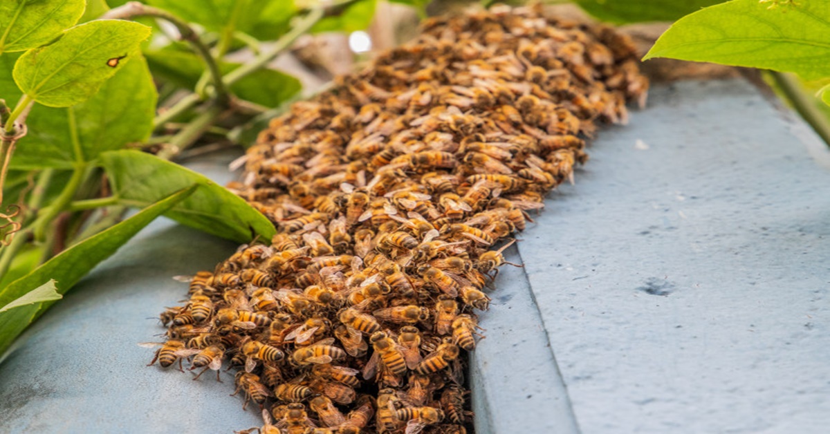 PORTO VELHO: Ação conjunta busca fortalecer a produção de mel de abelha