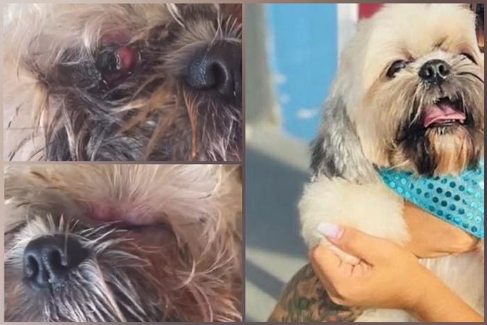 PERDEU A VISÃO: Família cria campanha online para pagar cirurgia de cachorro 
