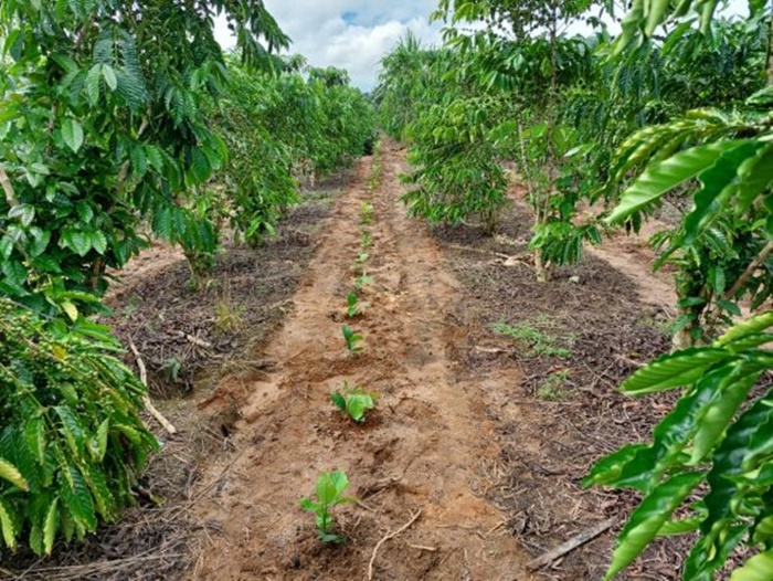 RONDÔNIA: Rede de avaliação de clones de café busca valorizar produção 