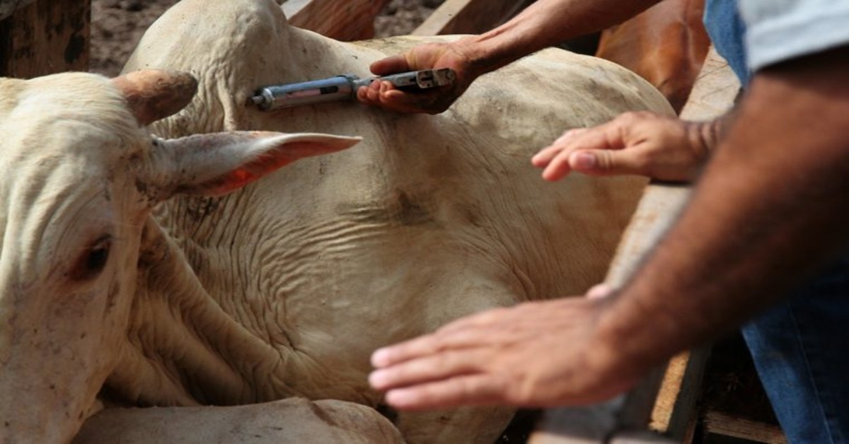 ZOONOSE: Idaron alerta sobre exigência da vacina contra a brucelose e tuberculose bovina