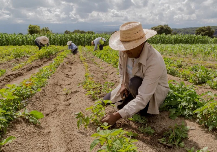 CAMPO: Congresso Nacional libera recursos para o plano Safra desse ano