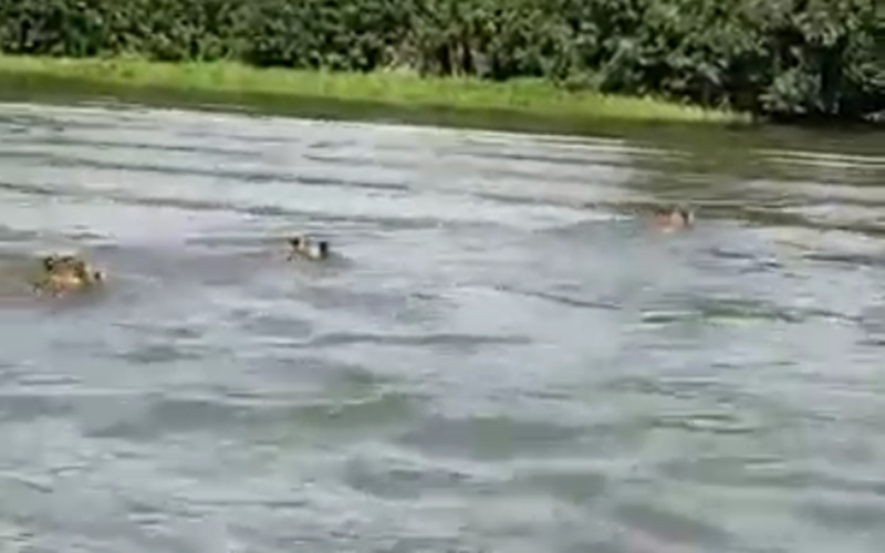 ASSISTA: Pescadores registram momento em que onças pintadas atravessam rio em RO