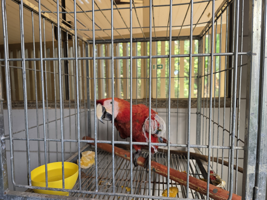 EM RECUPERAÇÃO: Nova 364 resgata arara ferida na BR-364 e reforça proteção ambiental