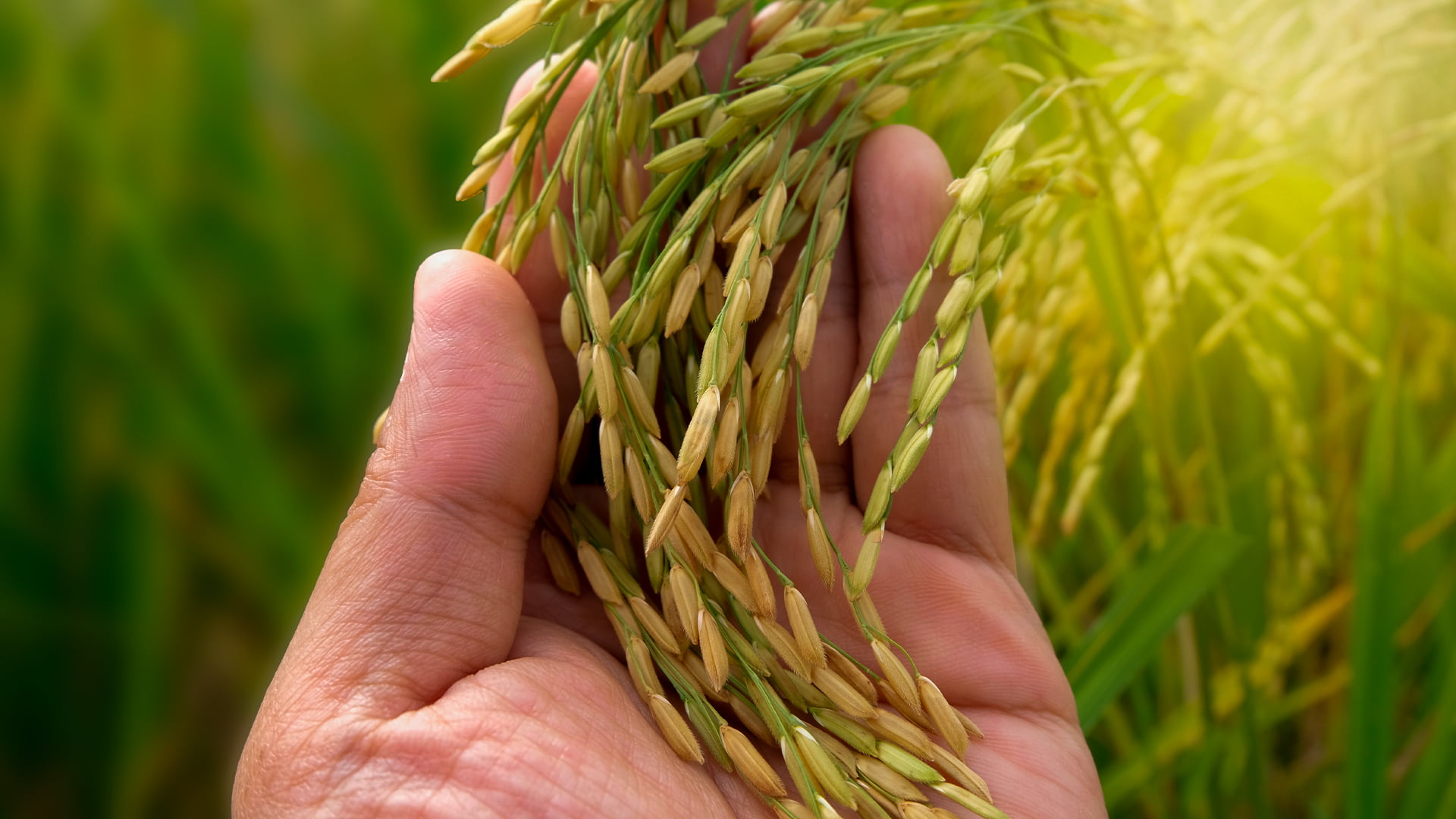 ECONOMIA: Brasil vai importar arroz para evitar especulação de preços